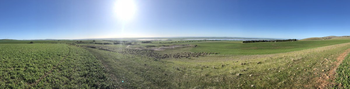 Hard not to enjoy sheep work on a day like today