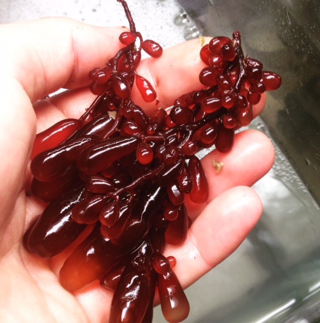 bmundy80's tweet photo. The @portofsandiego and @SunkenSeaweed are growing seaweed and sea grapes (for human food, animal food, the environment and more)in San Diego Bay! Tune in tonight at 10:30 pm and tomorrow at 6:30 am to @canal12tijuana to hear more about this exciting project and benefits! https://t.co/wA3B4n7kOg