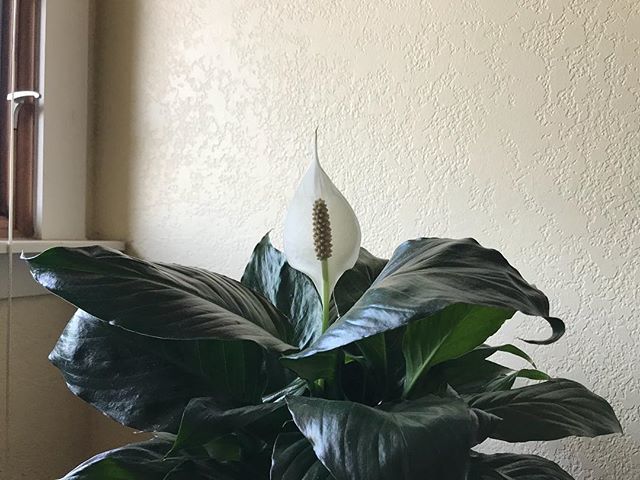 SFLukeStyle's tweet image. In an effort to grow myself as a person, I got a fish and bought plants to see if I could take care of them. Well, I killed one plant. But the others are doing great. This one turned out to be a peace lily. Which, I had no idea when I got it. Not until i… ift.tt/2PqLhNy