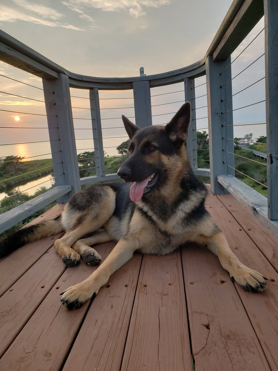 theemrsmcafee's tweet image. One of our German Shepherd pups, Axel, enjoying a beautiful sunset.