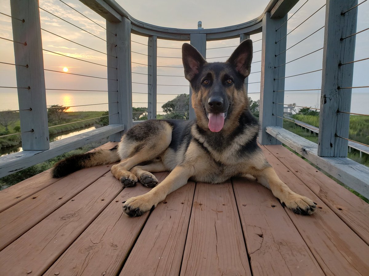 theemrsmcafee's tweet image. One of our German Shepherd pups, Axel, enjoying a beautiful sunset.