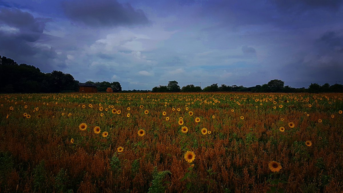 kerjones's tweet photo. I love the country life ❤ field of sunflowers 😍 #countrylife #yorkshire #countrygirl #countryside #fields #Sunflowers https://t.co/cAo3BfNeFc