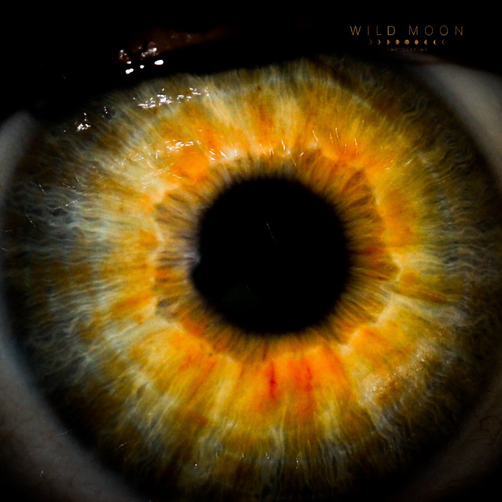 WildMoonPhoto's tweet photo. You can't depend on your eyes when your imagination is out of focus ~Mark Twain #macrophotography #macro #macroeye #canon #photography @NatGeo @NatGeoPhotos @MacroLensClub @MacroPhotoFun https://t.co/nfT2ONyKDr