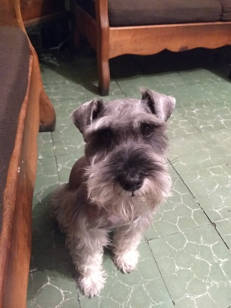 lawera33's tweet photo. #RT #Extraviado #Dayper #Schnauzer #SalYPimienta #Perdido en #Bacatete #AlvaroObregon #CDMX #LaWera33 inf @DominicSan21 #PerrosPerdidosMx #PerrosPerdidos #PerrosEncontrados #YCuandoTeDecidas #BuenasNoches @perrososmx @UribeMerle #Viral @MascotasSismo #Agosto2018 #FelizMartes https://t.co/DNTZYj4h2G
