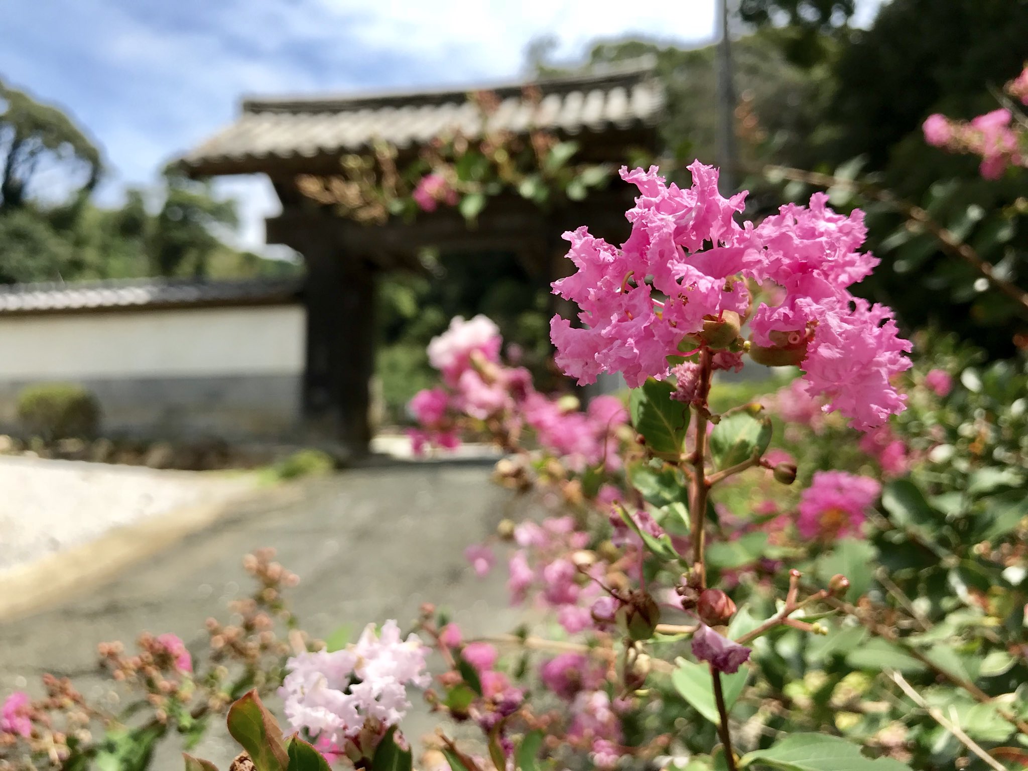摩訶耶寺 摩訶耶寺のサルスベリの花をお楽しみください サルスベリは 百日紅 ヒャクジツコウ ともいわれ 初夏から秋まで花を楽しむことができます T Co Rptjansoux Twitter