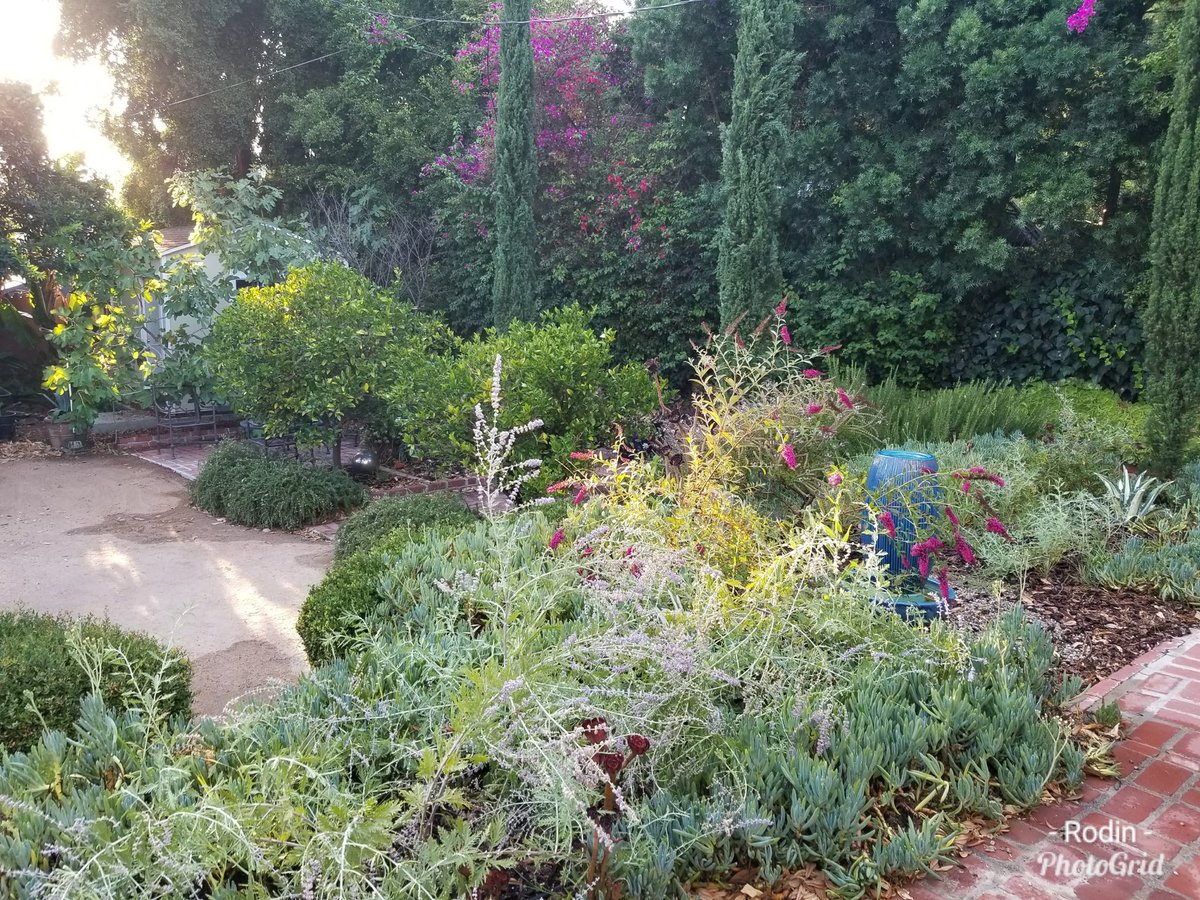 MediagenicsPR's tweet photo. #gardening, #wateringthegarden, #lavender, #lemontrees, #butterflytree, #succulents, #hancockparkla https://t.co/xotFUdaaA0