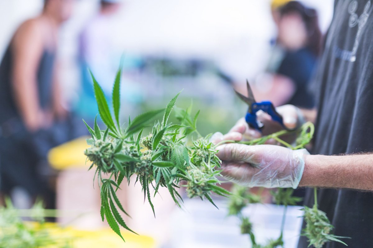 As the legal cannabis industry emerges, it is important to remember that high barriers of entry like licensing costs, prevent many from inclusion in the industry. A diverse cannabis industry is not only good for consumers but entrepreneurs as well. 
buff.ly/2w5Uylh