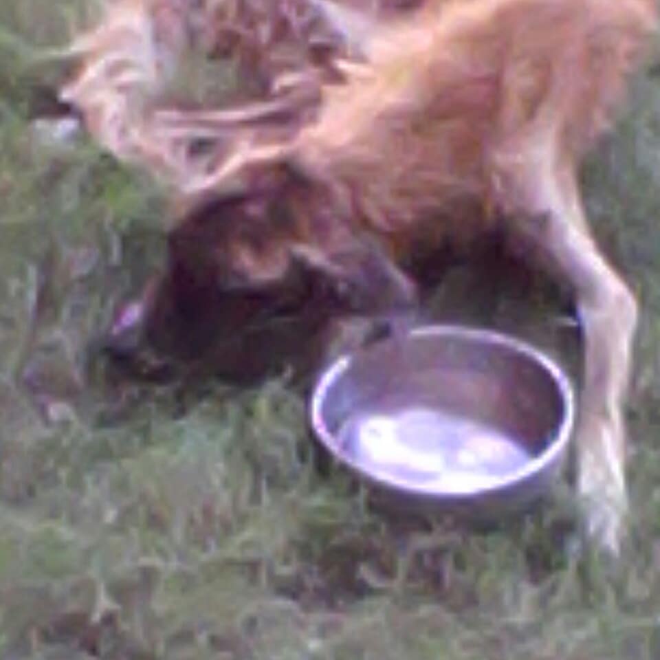 POR FAVOR URGENTE!!! SE Q ES IMPOSIBLE PERO TRATARE DE HACERLO Y SUPLICAR QUIEN ME PUEDE AYUDAR CON ESTE MEDICAMENTO PARA SALVAR A #CARAMELO #Ccs RT <a href="/PerroUsuario/">PerroUsuario Wof '•'</a> <a href="/CanalAnimal/">Canal Animal</a> <a href="/soniaosoriog/">Sonia Osorio</a> <a href="/perritosmexico/">Perritos en México</a> <a href="/vai3333/">¡¡¡¡Vai ¡¡¡¡¡</a> <a href="/MundoPatitas/">Mundo Patitas AC</a> <a href="/mercadoregulado/">Producto Regulado #CCS 🏡😎💖</a> <a href="/NoticieroAnimal/">NOTICIERO ANIMAL ® 🐾</a>