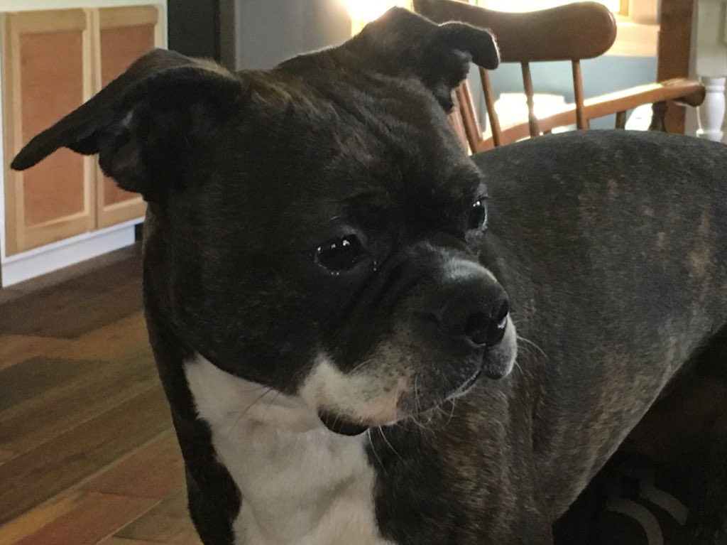 #bostonterrier My sweet Lucie intent on keeping her eyes on the ball!!