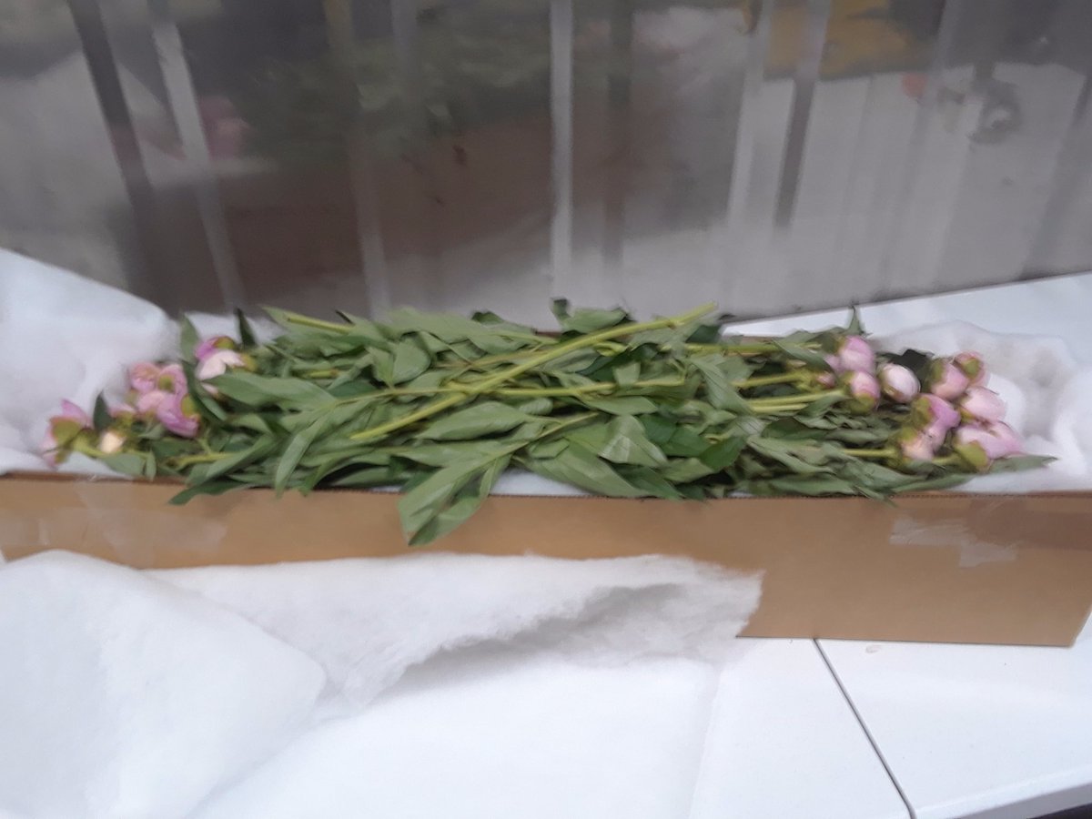 Summertimepeon1's tweet photo. A very full box of Peonies on their way to Michigan for one lucky Bride ! #peonies #diywedding #weddingflowers https://t.co/cgIuoViRNj