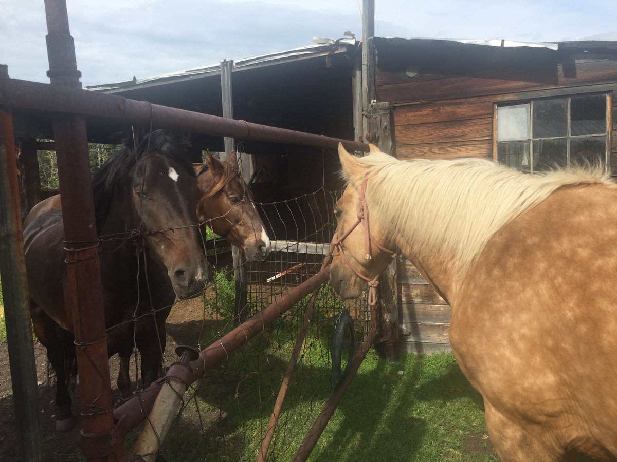 Monimo_Music's tweet image. Pictures &amp;amp; Update: Met with the owner. Still making a plan for moving them out but everything's looking up. Got the cutie's names. Stormy and Wendy are the horses. Zeke and John Wayne are the mules. The blond horse in the photos is one of our two horses, Hoot. (: