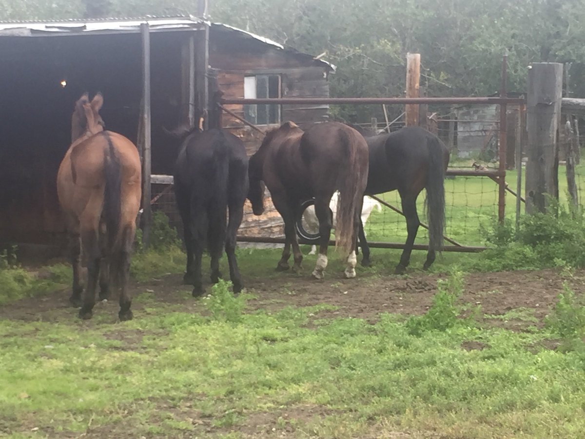 Monimo_Music's tweet image. Pictures &amp;amp; Update: Met with the owner. Still making a plan for moving them out but everything's looking up. Got the cutie's names. Stormy and Wendy are the horses. Zeke and John Wayne are the mules. The blond horse in the photos is one of our two horses, Hoot. (: