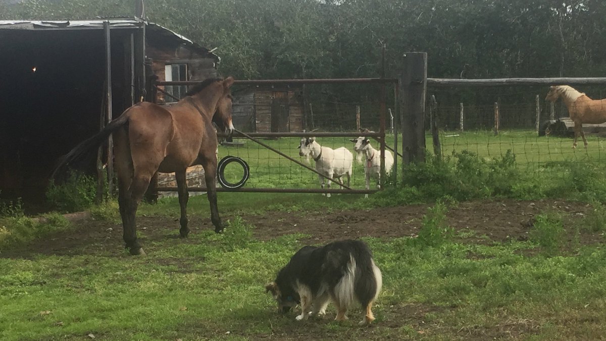 Monimo_Music's tweet image. Pictures &amp;amp; Update: Met with the owner. Still making a plan for moving them out but everything's looking up. Got the cutie's names. Stormy and Wendy are the horses. Zeke and John Wayne are the mules. The blond horse in the photos is one of our two horses, Hoot. (: