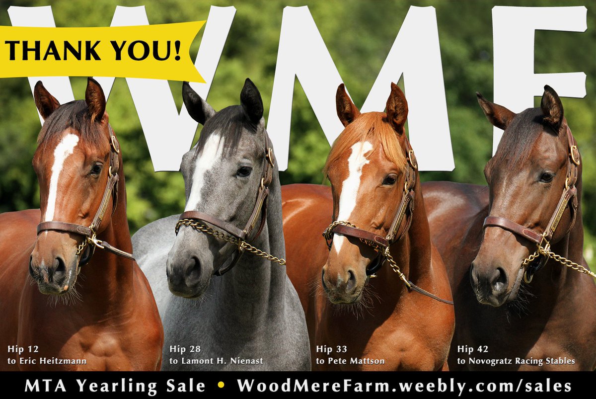 WoodMereFarm's tweet photo. Thank you to the buyers of @minnesotabred #Hip12, #Hip28, #Hip33, and #Hip42 at the MTA Yearling Sale Sunday, Aug. 19 @CanterburyPark! Best of luck to the new connections--we hope to see you in the winner's circle. #WMFSalesGrad https://t.co/JeRXzbnNPi https://t.co/n2TgtESWRE