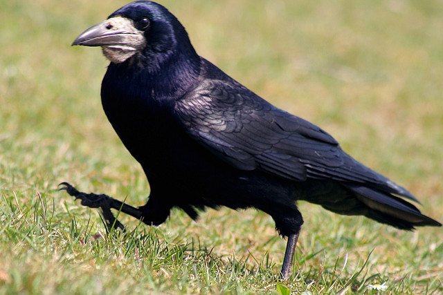 Puy du Fou, a historical theme park in France, has trained six rooks to collect the litter left by visitors. The rooks are happy because they get s special treat each time they deposit rubbish in a special bin. (Image: John Haslam)