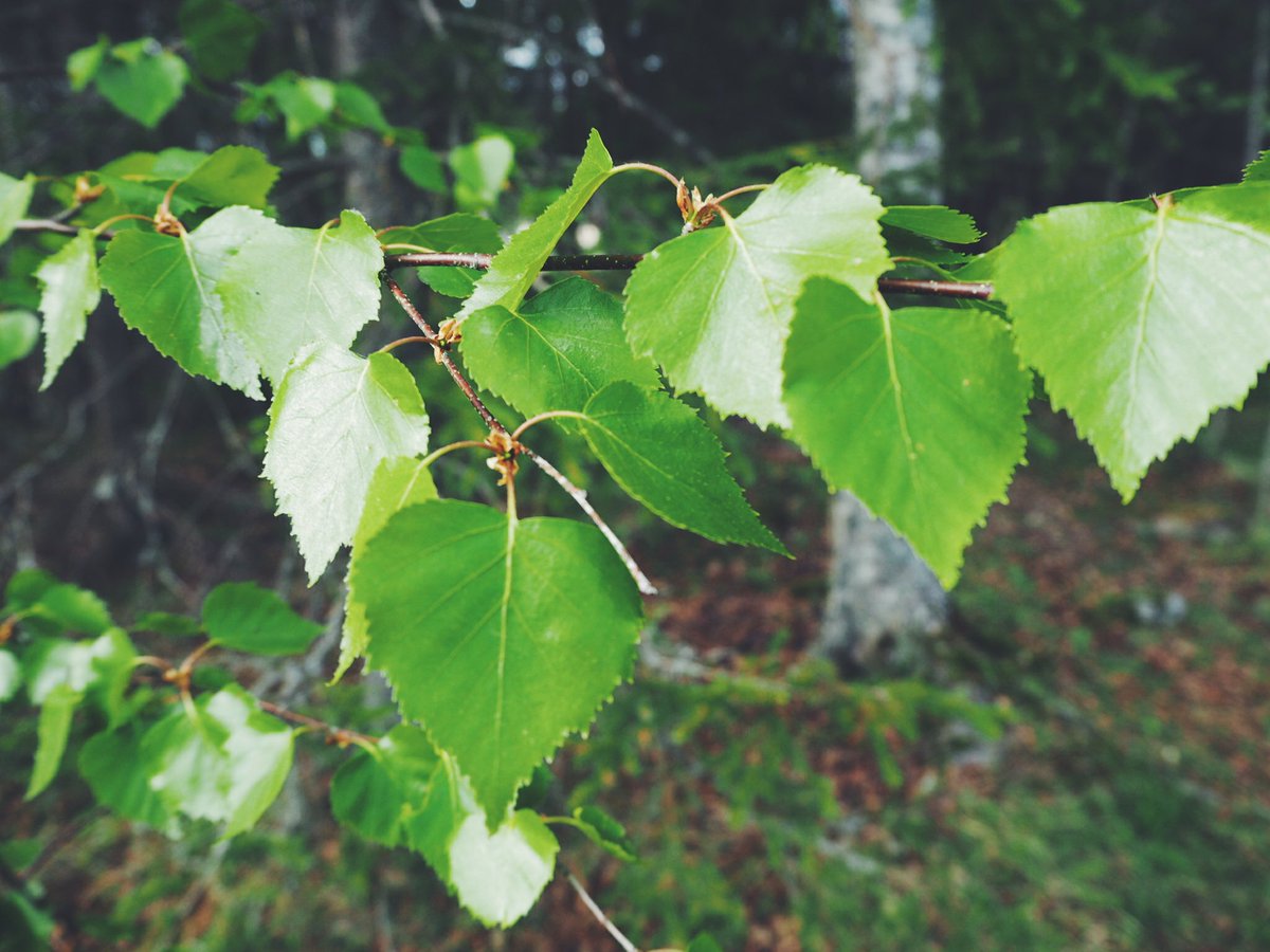 Finnflavours's tweet photo. The most Finnish flavour is not the blueberry. It's this: https://t.co/RwOxsXVH3S #Finland #blueberry #berries #finnishfood #flavours #koivunlehti #birchleaf https://t.co/FouJwC1M2Y
