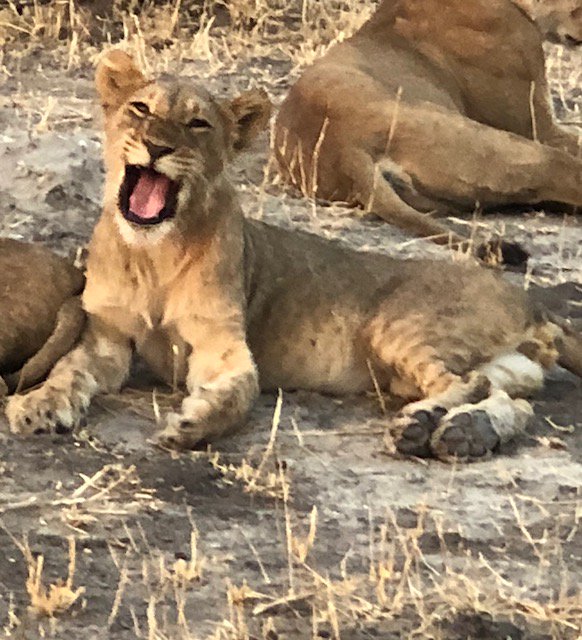 Foto dal #Botwsana della nostra affezionata cliente Tatjana Zafirovska. 
#darwinviaggi #viaggiareperconoscere #travelphotos