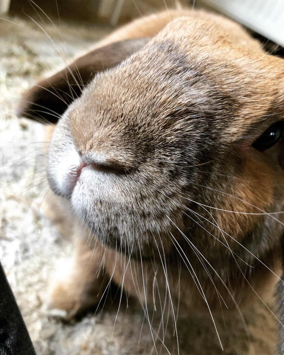 bigbellabun's tweet photo. Mum is still yet to take a tongue out Tuesday photo... so we’re going with a too close tuesday today 😂 #tooclosetuesday https://t.co/2JTCB9ZNaG