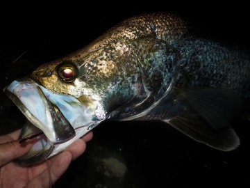 アカメの特徴 見分け方 写真から探せる魚図鑑