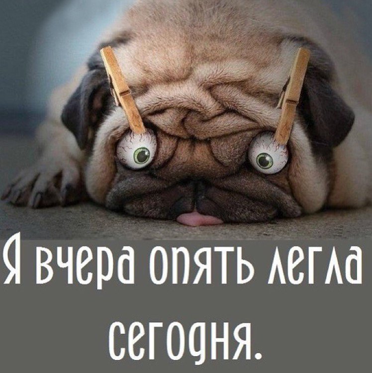 Картинки прикольные спать хочу