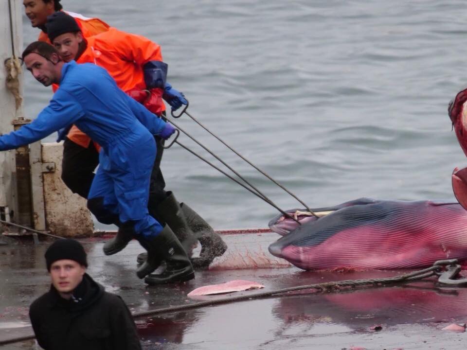 #loftsson #hvalur #whaling fetus of #finwhale ripped from mother’s womb in #iceland #katrinjak .. great place for tourism , where you can watch these majestic and endangered #finwhales from a tour boat, then if your really lucky , you get to see them harpooned to death !!