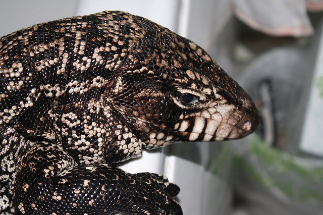 Tegu Hitam Dan Putih Argentina pecintahewan.id/tegu-hitam-dan…
