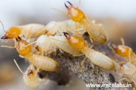 EntolabsPest's tweet image. Termite Control in Chennai: Symptoms and Treatments of Termites
Regu..For more info visit...pestcontrolserviceinchennai.com/Termite-Contro…