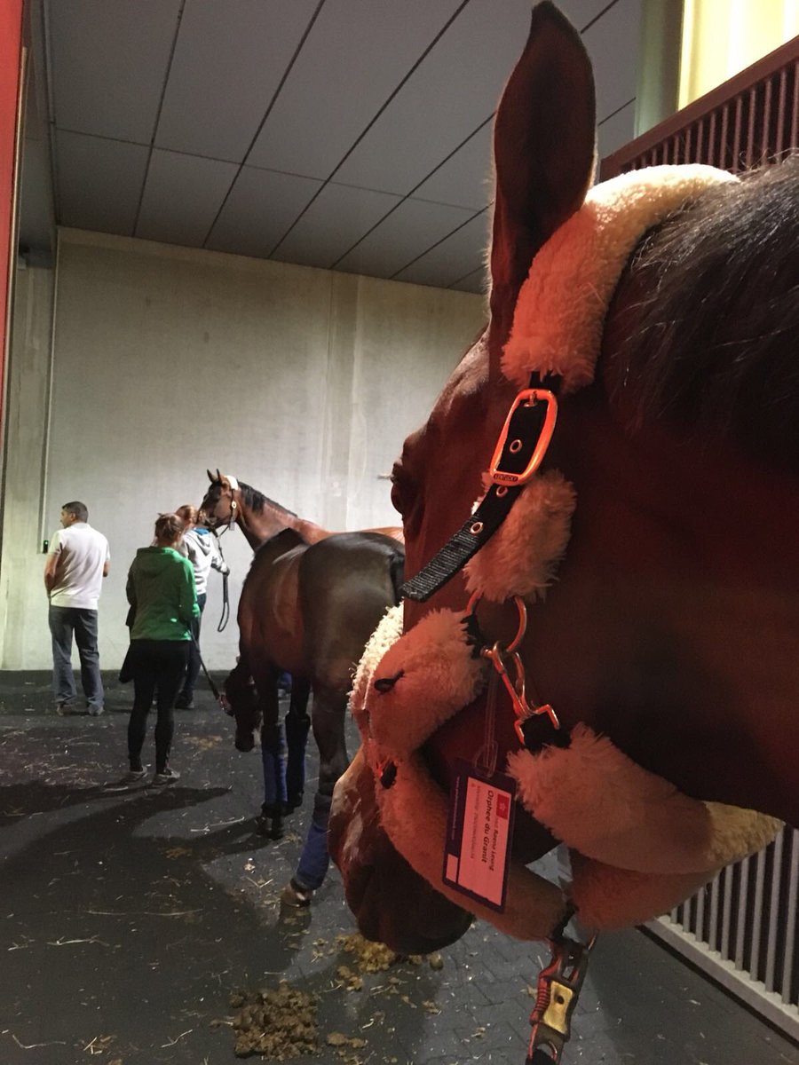 The showjumpers have arrived! 🇭🇰