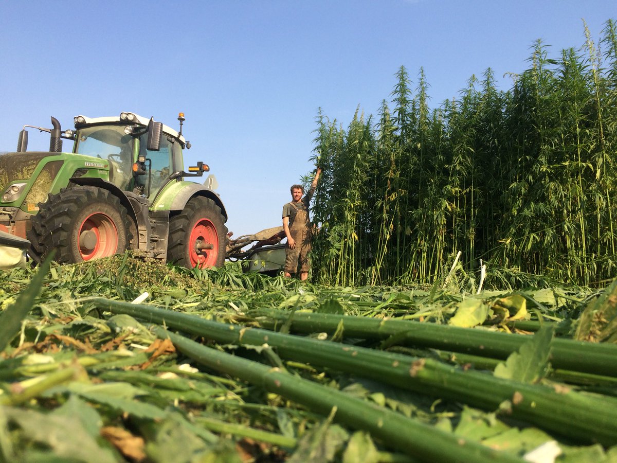 LuymesPeter's tweet photo. Had fun mowing #industrialhemp for @Demeter_Jay and @Ballzley357   #farm365 #abfarming https://t.co/E4Wrm5xMkr