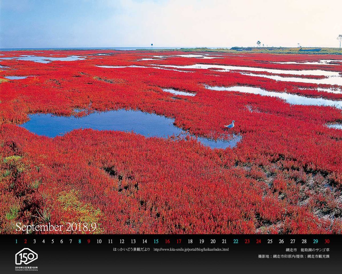 ট ইট র 北海道 今年も赤くなるといいな O O 北海道庁ブログ ９月は網走市の 能取湖のサンゴ草 です ｐｃ壁紙カレンダーを配布しています T Co Raxhsovj49 網走 能取湖 サンゴ草