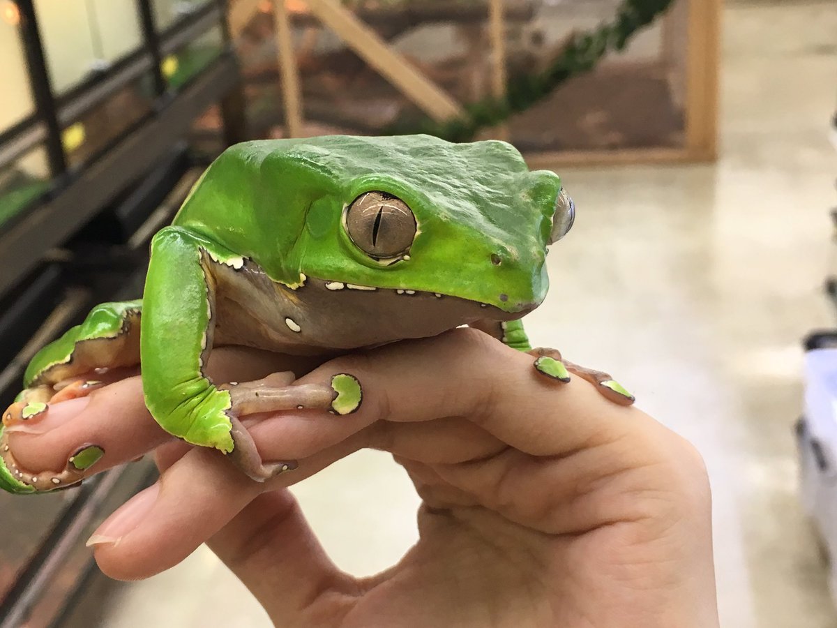 カエル注意 瞳孔が縦にぎゅっと閉まって眼光鋭いのがカッコイイ ジャイアントネコメガエル ピーマンにも見えて可愛いよ Togetter