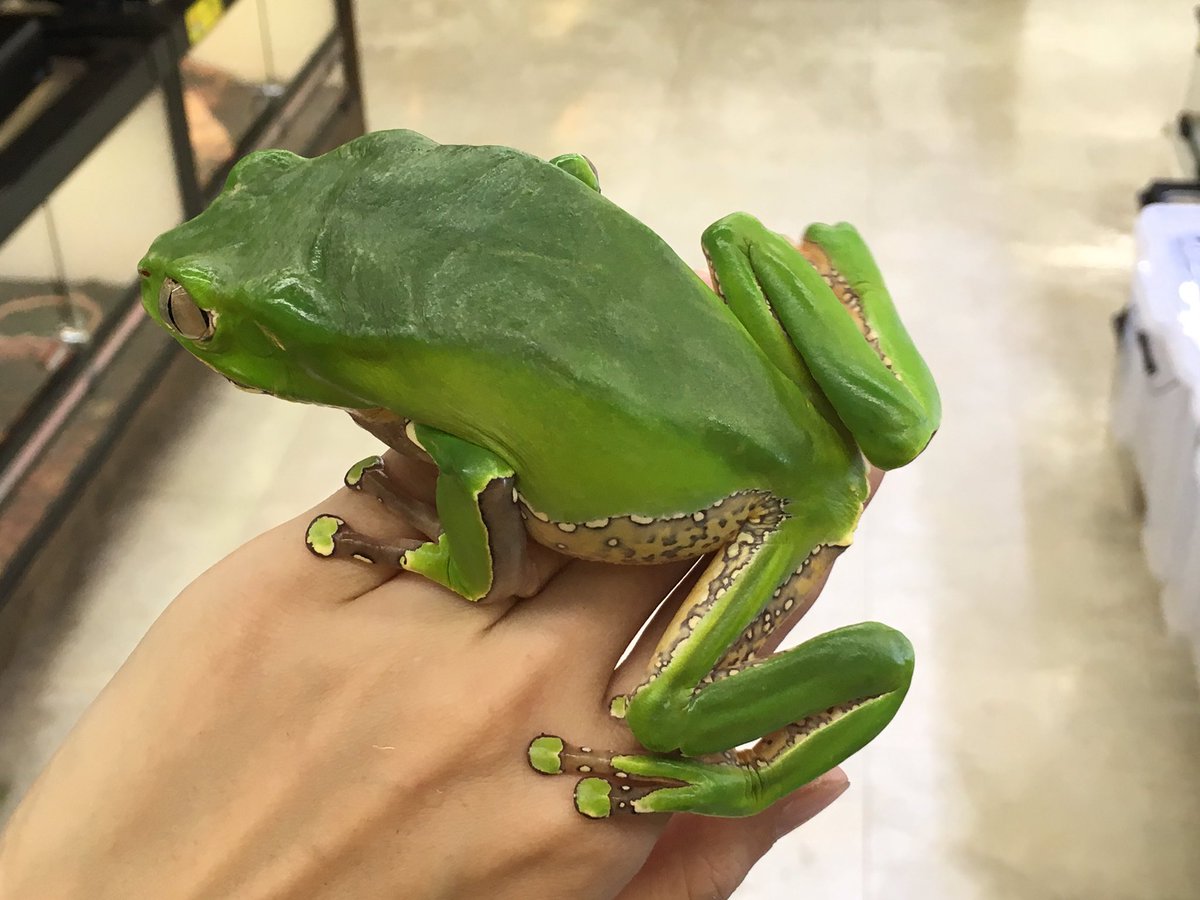 カエル注意 瞳孔が縦にぎゅっと閉まって眼光鋭いのがカッコイイ ジャイアントネコメガエル ピーマンにも見えて可愛いよ Togetter