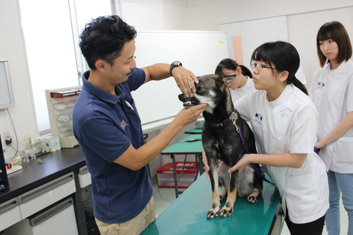 国際ペットワールド専門学校 Wan 公式 Sur Twitter 動物看護師学科の授業風景 本日は新潟市中央区にある 動物の病院レガーロの大井川院長の授業です デンタルケアの実践を行いました 国際ペットワールド専門学校 Wan 動物の専門学校 動物看護師 動物病院