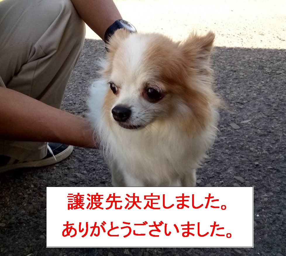 w_seikatuhoken's tweet photo. 【迷子動物情報として掲載していた動物について】
 （№4300731）
迷子動物として保護され、掲載していた動物について、期限内に元の飼い主からの届出がなかったため、譲渡希望の方へ譲渡いたしました。
なお、譲渡希望の方には、譲渡講習会の受講等、所定の手続きを済ませていただいております。 https://t.co/dmcEXNXU2w
