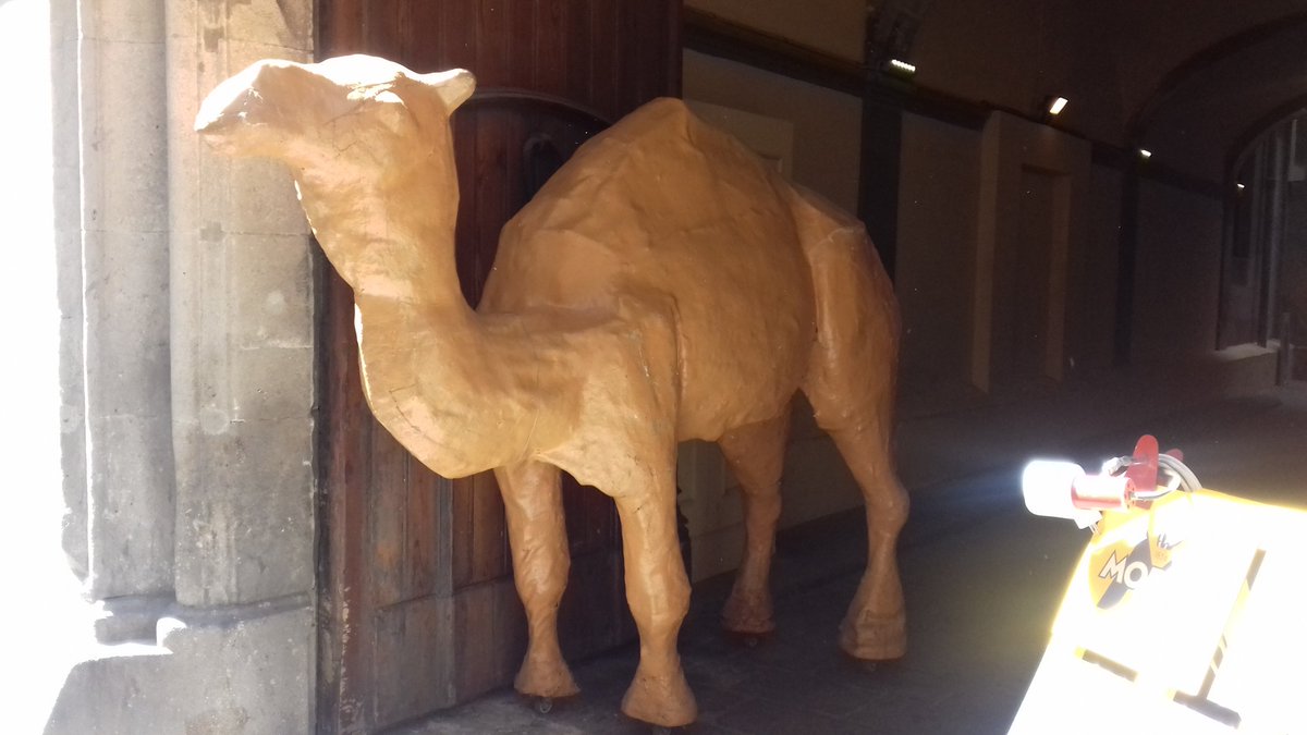 LivCollMusic's tweet photo. #CrispinTheCamel has been hoofing around Barcelona and came across this camel popping out of a building in the gothic area. Thanks to @EvansFeb26 for this #CamelWatch #SummerHolidayAdventures https://t.co/11tnx1a4kx