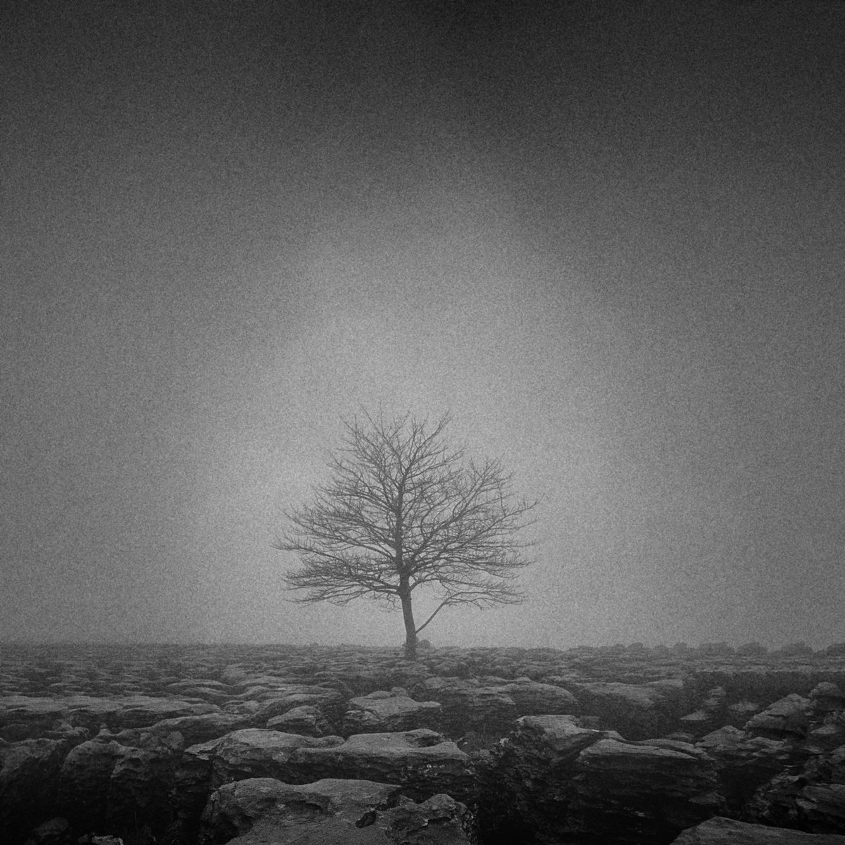 The tree at the edge of the world #hasselblad #hasselblad503cx #kodak #kodaktrix #filmsnotdead #filmphotography #yorkshire #yorkshiredales #limestone #limestonepavement #moodscape #tree