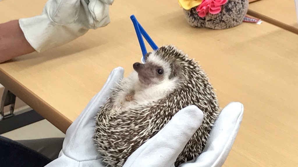 phn2sn's tweet photo. ハリネズミ🦔と触れ合ってきた😌

癒された〜 https://t.co/6aoPih0HTQ