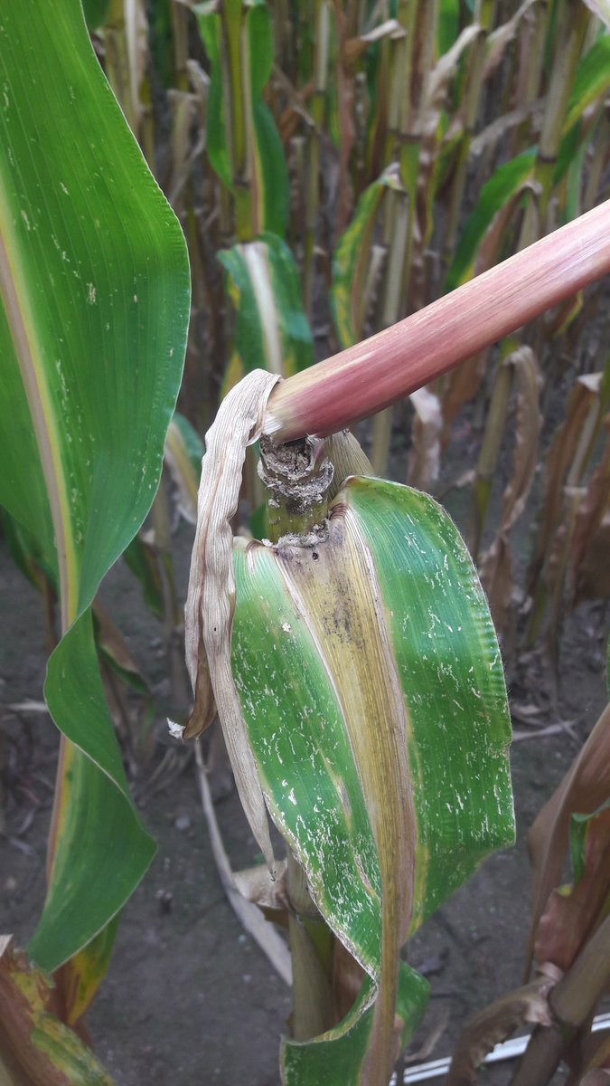 GdaVarennes's tweet photo. Les dégâts de #pyrales commencent à bien se voir dans les #maïs https://t.co/9LcWZvnnkI