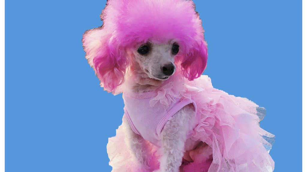 tandmdogs's tweet image. Meet Thistle, another dog with possible life ending injuries from @Petsmart groomer carelessness. She needs surgery soon. Petsmart please help! 
#fortheloveofpets #inthistogether #savethistle #justiceforthistle