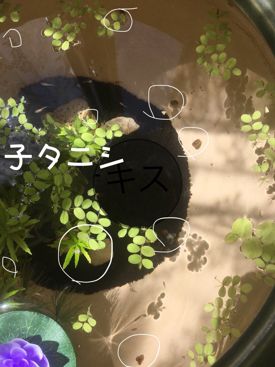 メダカ日記 メダカ日記