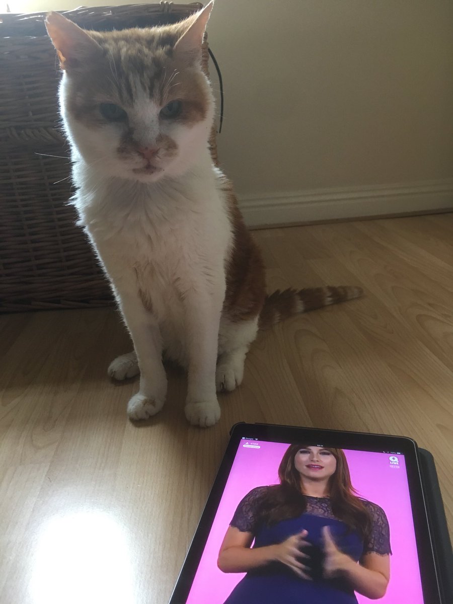 bobdragqueen's tweet photo. O’Malley loves playing @QLive we play it every day! 🐱 #QLIVE100 @pandoratweets #QLIVE https://t.co/s4g7wuH9K2