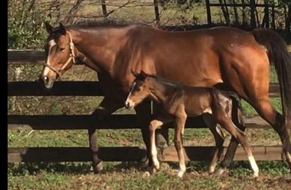 IrishEyesStable's tweet photo. @BGSchickedanz  I noticed you own a horse named Inge . I own the sister to the mare of your horse. She has a Jess's Dream weanling colt on the ground. The first three pics are from the first week he was born. His name is Jess's Reserve named after Jess Jackson's wine reserve. https://t.co/hbyAUsHOb1