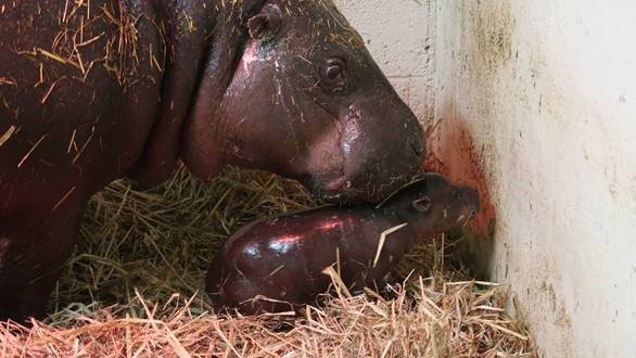 Toronto Zoo welcomes news addition - a baby pygmy hippopotamus ow.ly/gAp630luzyZ https://t.co/STuGapPFF0