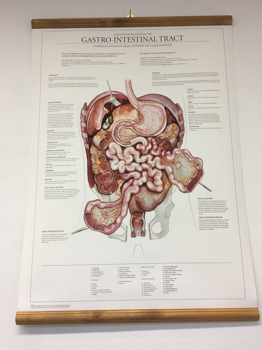 UoDAnatomy's tweet image. Another piece from the #djcadmastersshow this time by MSc Medical Art student Lissie Cowley @ScubaLissie