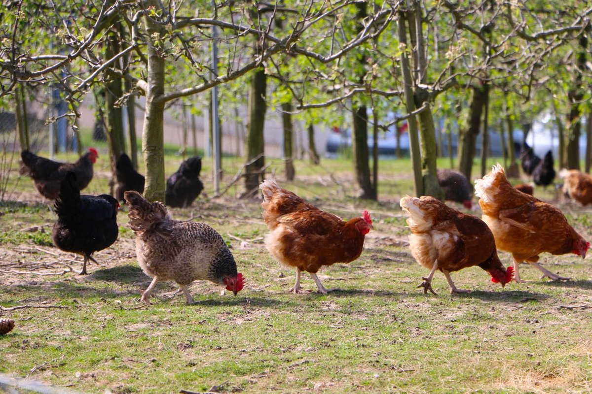 Article about keeping chickens #chickens #poultry #chickenbreeding

wordpress.com/post/miltonkey…