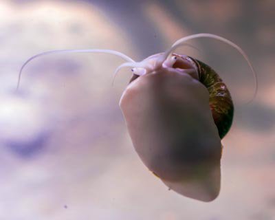 TheDeepHull's tweet photo. Super Slime! - Snail slime is unmistakable. They leave slimy, silvery trails whever they go.
But it is this super sticky slime that has inspired scientists to develop a new kind of surgical glue - how amazing is that?!
#amazingscience #slime #naturalwonders #snails #slimesummer https://t.co/28msq0OB4m