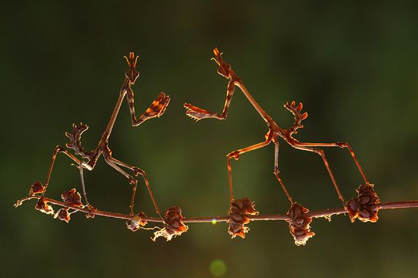 DrBioblogo's tweet photo. 28)

/ Empusa pennata /
Nuestra pequeña "mantis palo". Las ninfas se camuflan entre las ramitas de arbustos secos. Seguro que te has cruzado con un motón de ellas en verano. Mediterráneo Occidental.

#fauna #mantis https://t.co/vvm29IpX9r