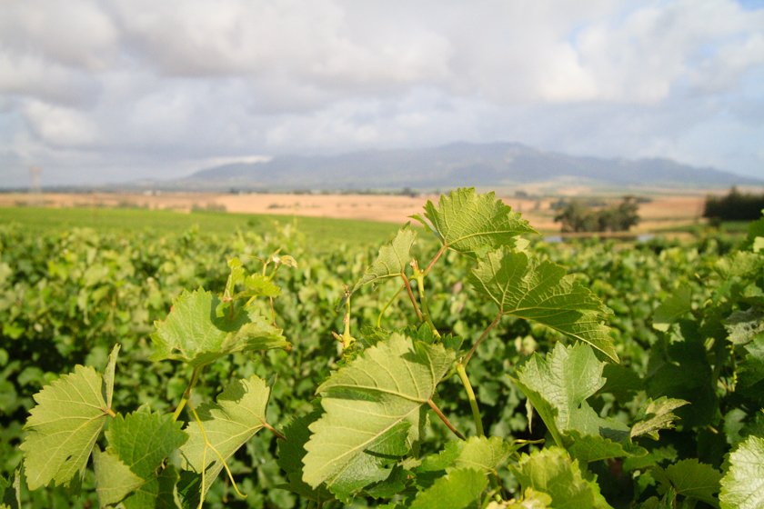 || 4x4 Vineyard Tour 20 October 2018 ||
For more info contact Anton Laas at 082 492 9221 or anton@windmeul.com