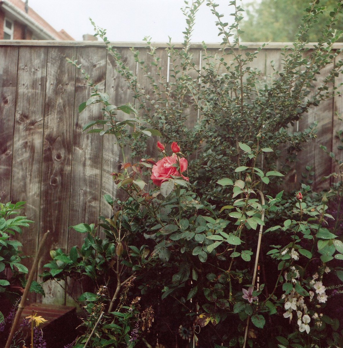 falcos2012's tweet photo. @PortraParty @KodakProFilmBiz Amazing2 Jingu w/Portra 160vc(12/2006) Flowers in parents garden hence #Home #PortraParty #believeinfilm #shootfilmbenice #madgemas https://t.co/ZI0hGtQFHM