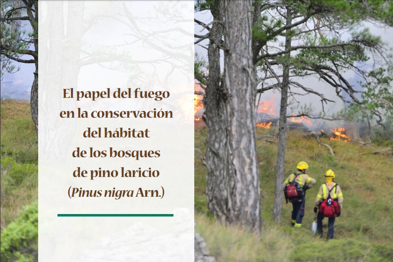 bomberscat's tweet photo. #bomberscat #GRAF i @ctforestal hem publicat un estudi en el marc del projecte #LifePinassa. Plantegem com es podrien gestionar els hàbitats d'interès natural per assegurar la seva conservació i  com integrar el foc com a element natural. 
👉https://t.co/VFDXBIY4DT https://t.co/tKoikjvET3